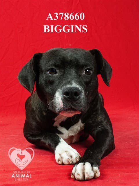 Biggins - Pit Bull Terrier