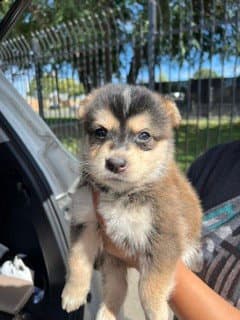 Unknown - German Shepherd Dog