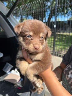 Unknown - German Shepherd Dog