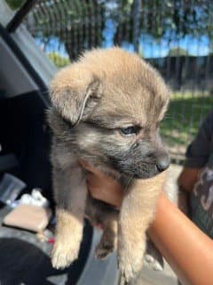 Unknown - German Shepherd Dog