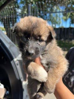 Unknown - German Shepherd Dog
