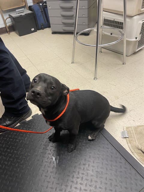 Bodhi - Pit Bull Terrier