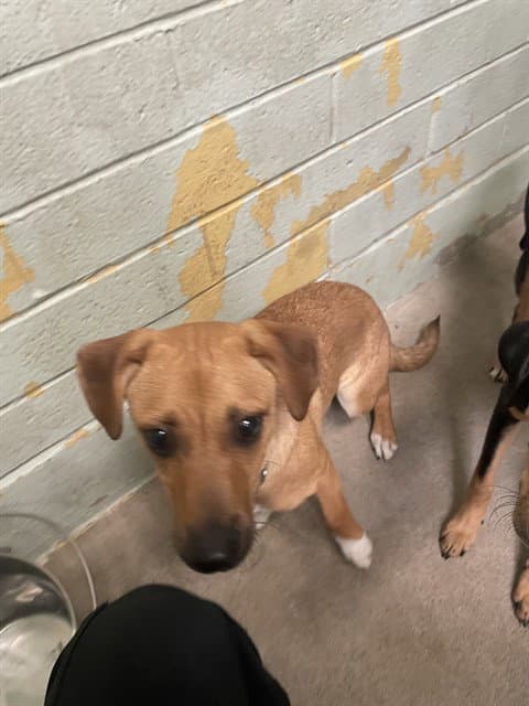 Unknown - Terrier