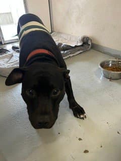 Rita - Pit Bull Terrier