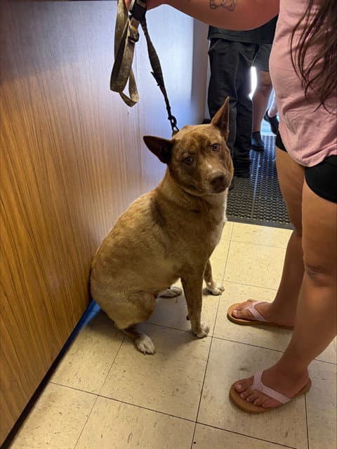 Svetlana - Queensland Heeler