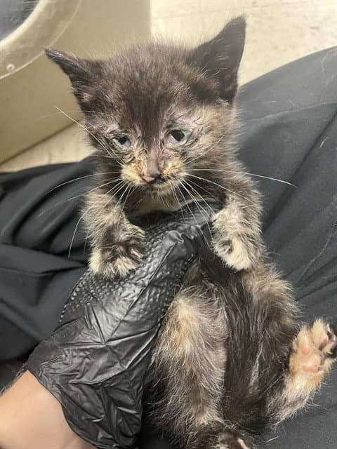 Gertrude - Domestic Short Hair