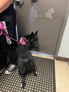 Unknown - Border Collie