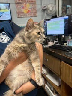 Unknown - Domestic Medium Hair