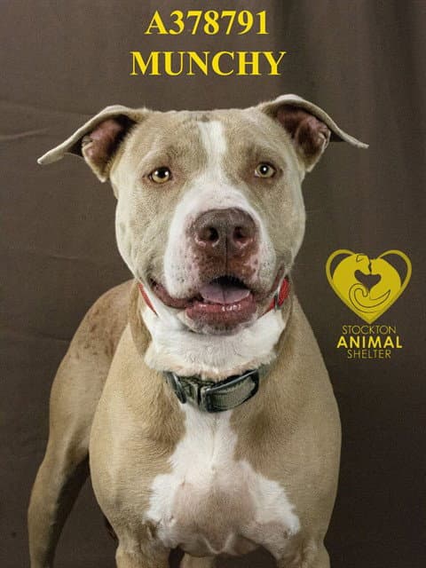 Munchy - Pit Bull Terrier