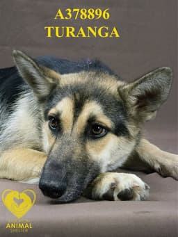 Turanga image 1