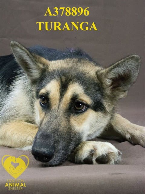 Turanga - German Shepherd Dog