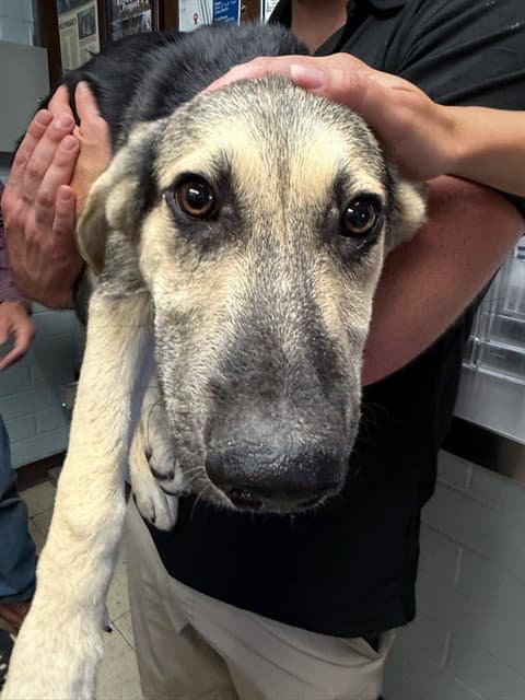 Amy Wong - German Shepherd Dog