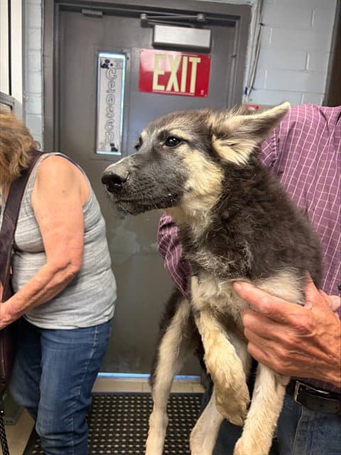 Leela - German Shepherd Dog