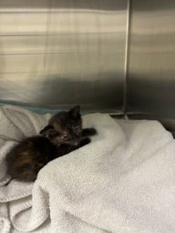 Unknown - Domestic Short Hair
