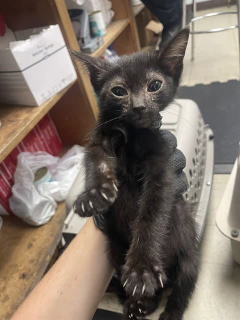 Unknown - Domestic Short Hair