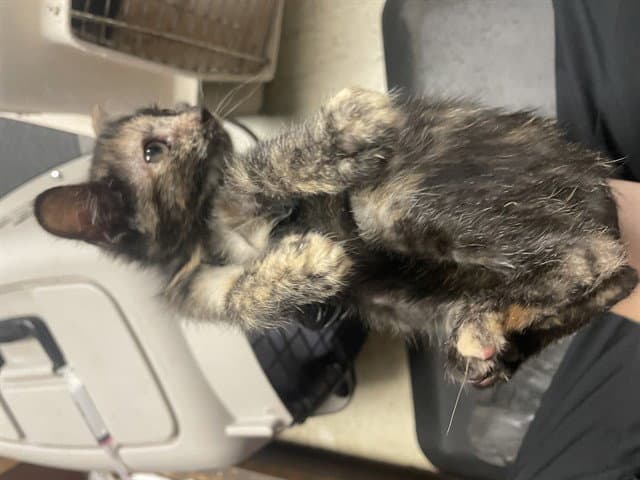 Unknown - Domestic Short Hair