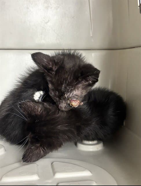 Unknown - Domestic Short Hair
