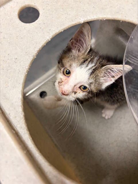 Unknown - Domestic Short Hair