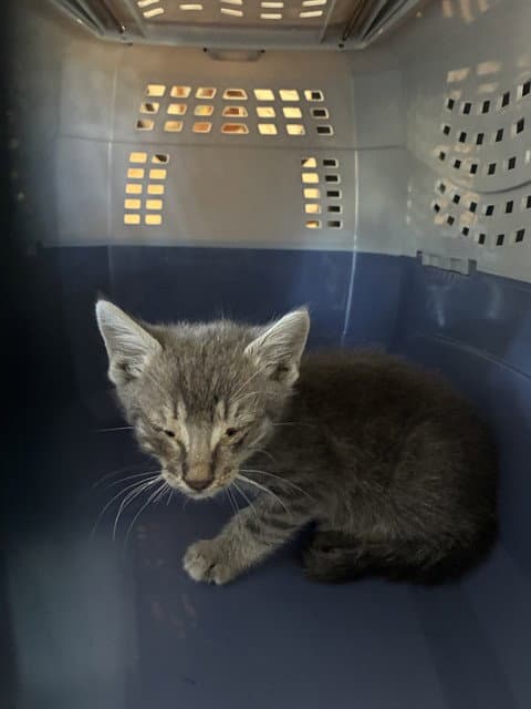 Unknown - Domestic Short Hair