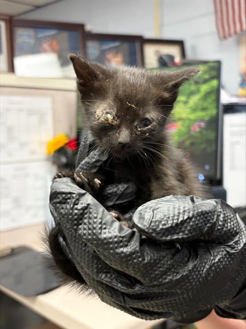 Unknown - Domestic Short Hair