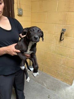 Jive - Labrador Retriever