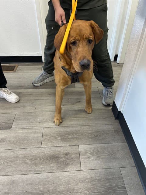 Drake - Labrador Retriever