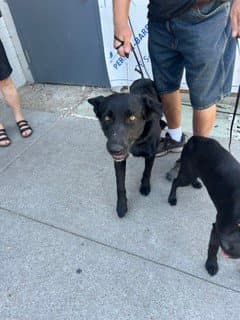 Koda image 1