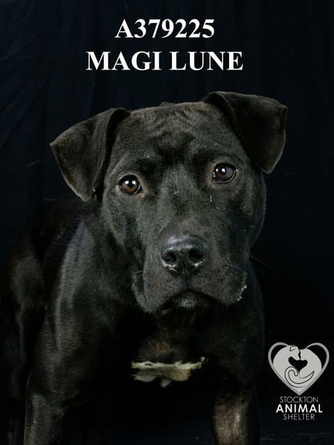 Magi Lune - Pit Bull Terrier