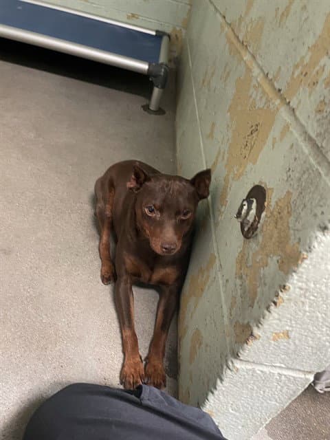 Gizmo - Miniature Pinscher