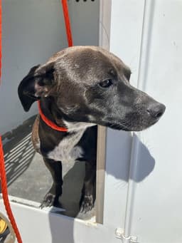 Archie image 1