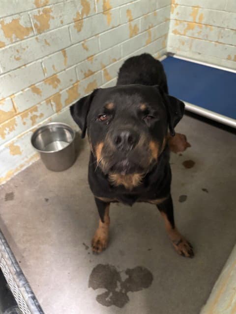 Unknown - Rottweiler