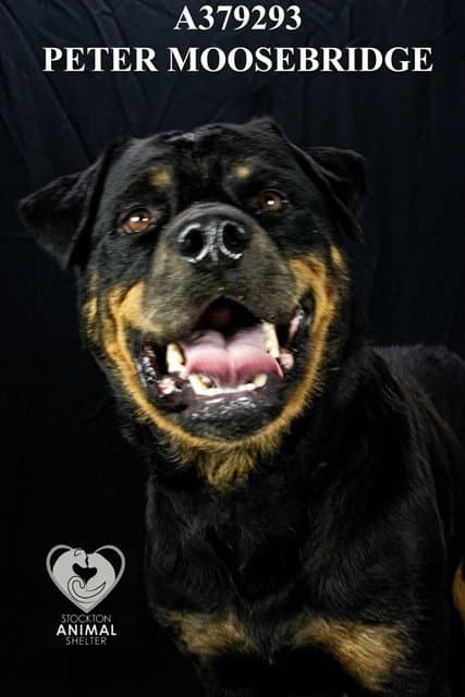 Unknown - Rottweiler