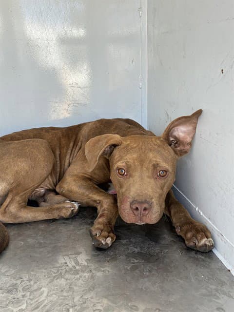 Unknown - Pit Bull Terrier