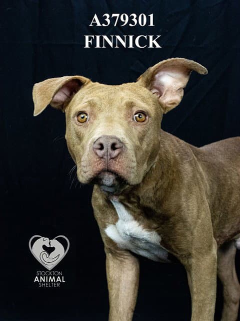 Unknown - Pit Bull Terrier