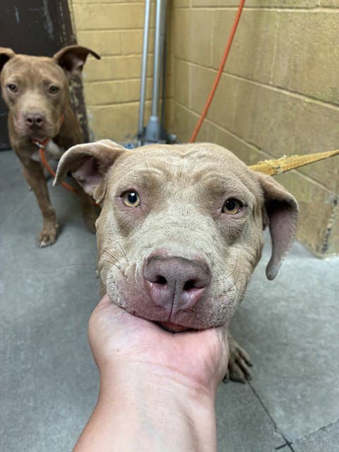 Unknown - Pit Bull Terrier