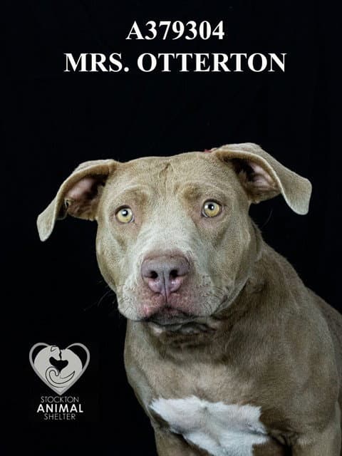 Unknown - Pit Bull Terrier