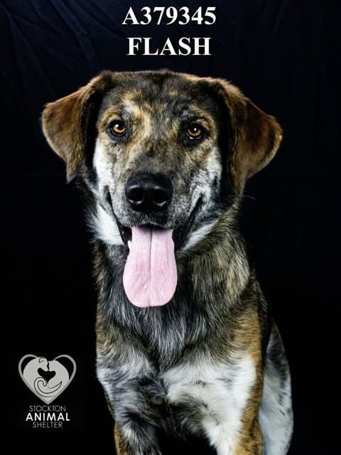 Unknown - Dutch Shepherd