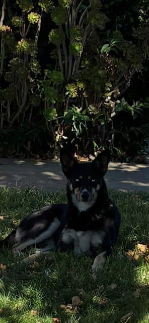 Unknown - Siberian Husky