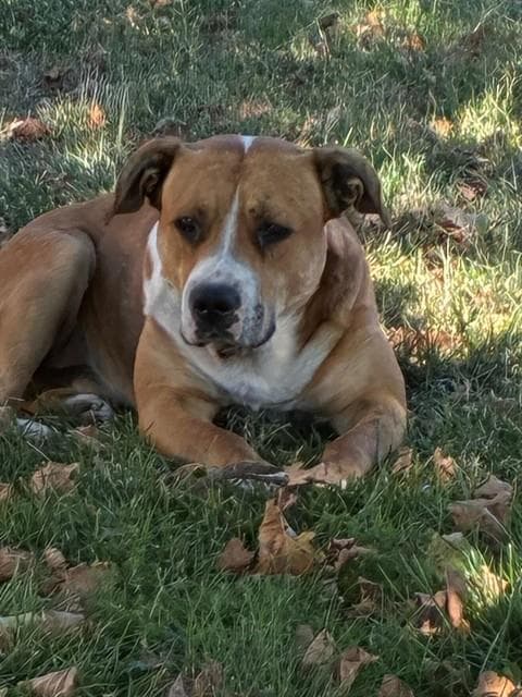 Unknown - Pit Bull Terrier
