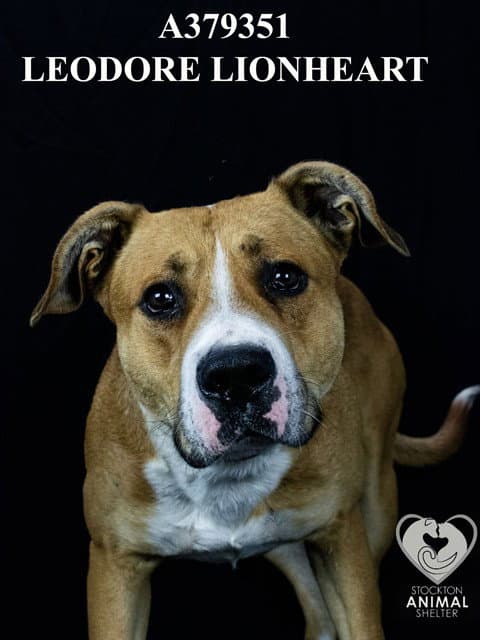 Unknown - Pit Bull Terrier