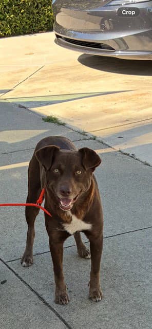 Unknown - Australian Cattle Dog/Blue Heeler