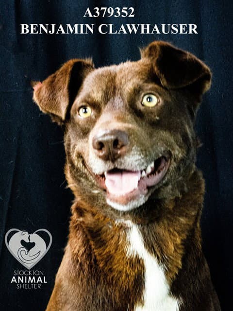 Unknown - Australian Cattle Dog/Blue Heeler