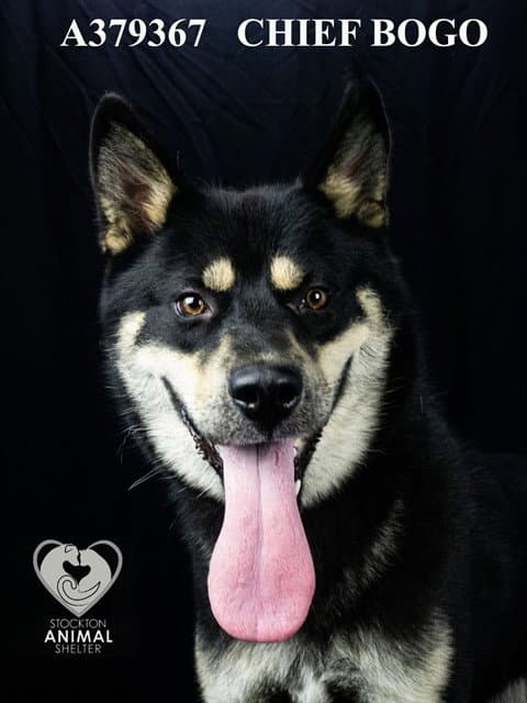 Unknown - Siberian Husky