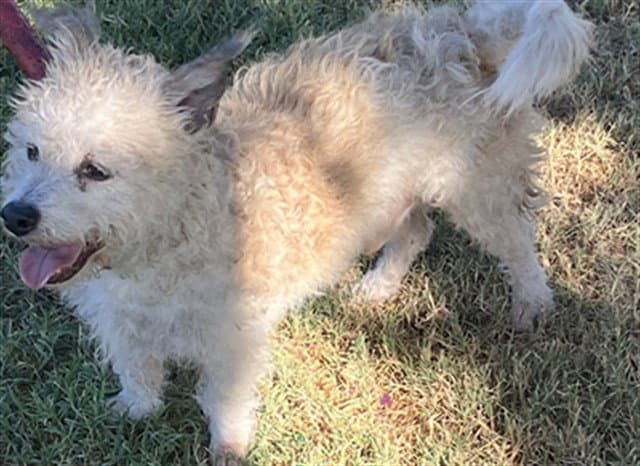 Scooter - Terrier