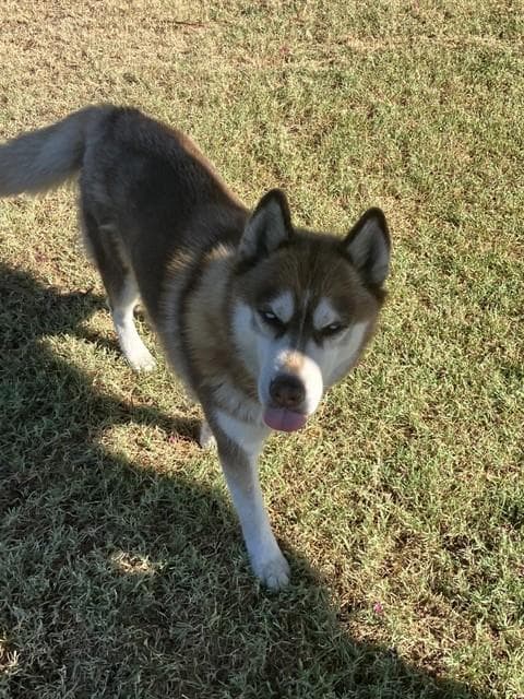Luna - Siberian Husky