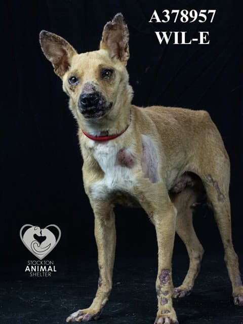 Wil-E - Chihuahua
