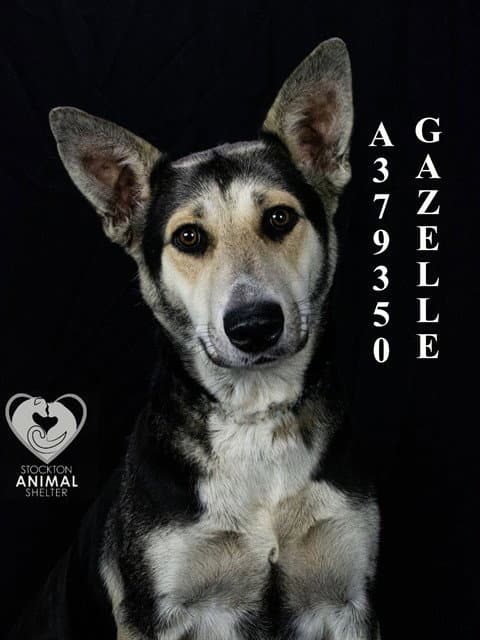 Gazelle - German Shepherd Dog
