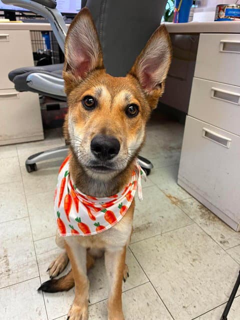 Nick Wilde - German Shepherd Dog