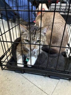 Aubrey - Domestic Short Hair