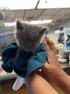 Grayson image 1